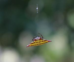 Gasteracantha sturi