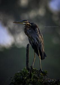Ardea purpurea