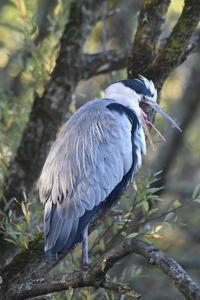 Ardea cinerea
