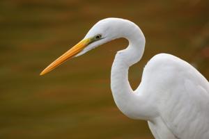 Ardea alba modesta