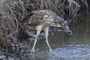 Botaurus poiciloptilus