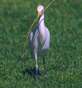 Bubulcus ibis