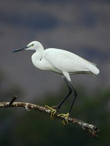 Egretta garzetta