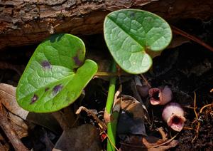 Hexastylis rhombiformis
