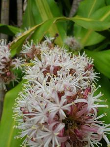 Dracaena fragrans