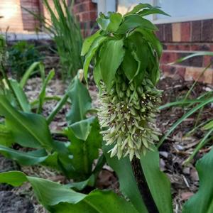 Eucomis bicolor
