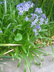 Hyacinthoides italica
