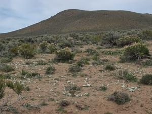 Leucocrinum montanum