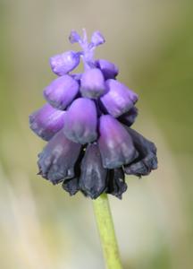 Muscari commutatum