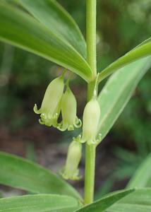 Polygonatum verticillatum