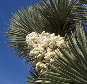 Yucca brevifolia