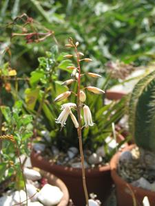 Aloe albiflora