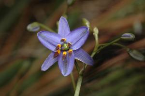 Dianella revoluta