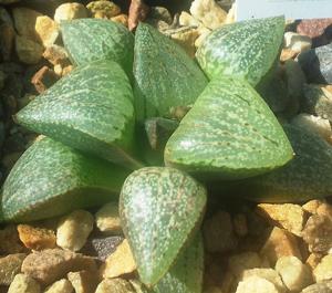 Haworthia emelyae