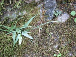 Asplenium rhizophyllum