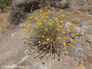 Achillea falcata