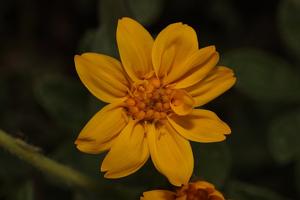 Arnica ovata