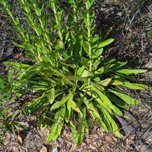 Carphephorus corymbosus