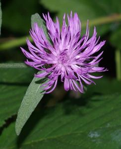 Centaurea moncktonii