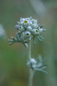 Eriophyllum confertiflorum