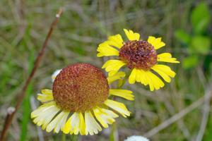 Helenium brevifolium