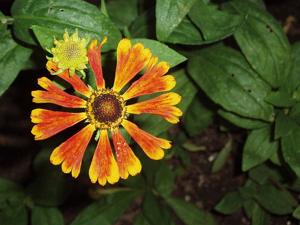 Helenium autumnale