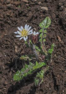 Leibnitzia knorringiana