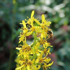 Ligularia alatipes