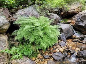 Athyrium filix-femina