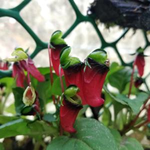 Impatiens parasitica