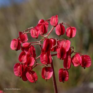 Begonia grisea