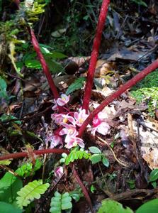 Begonia pseudoscottii