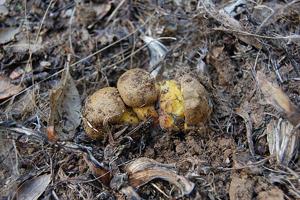 Alessioporus ichnusanus