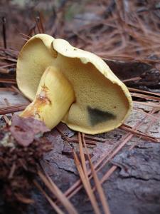 Buchwaldoboletus pseudolignicola