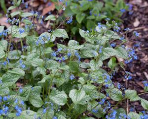 Brunnera macrophylla