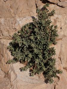 Podonosma orientalis