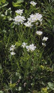 Cardamine pratensis