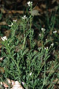 Cardamine flexuosa