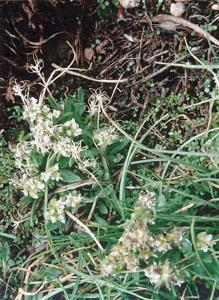 Draba monoensis
