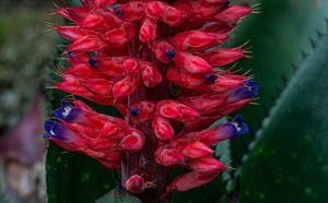 Aechmea phanerophlebia