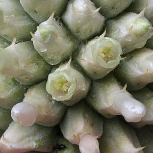 Aechmea mariae-reginae