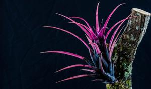 Aechmea recurvata