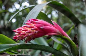 Billbergia pyramidalis