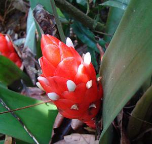 Guzmania desautelsii