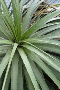 Hechtia guatemalensis