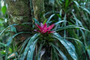 Nidularium scheremetiewii