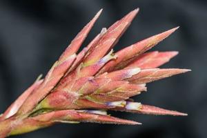 Tillandsia tectorum