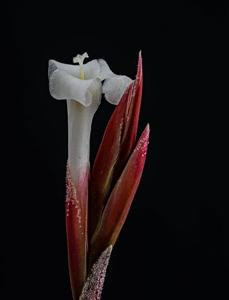 Tillandsia lorentziana