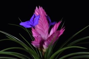 Tillandsia Josee