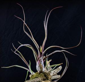Tillandsia pseudobaileyi
